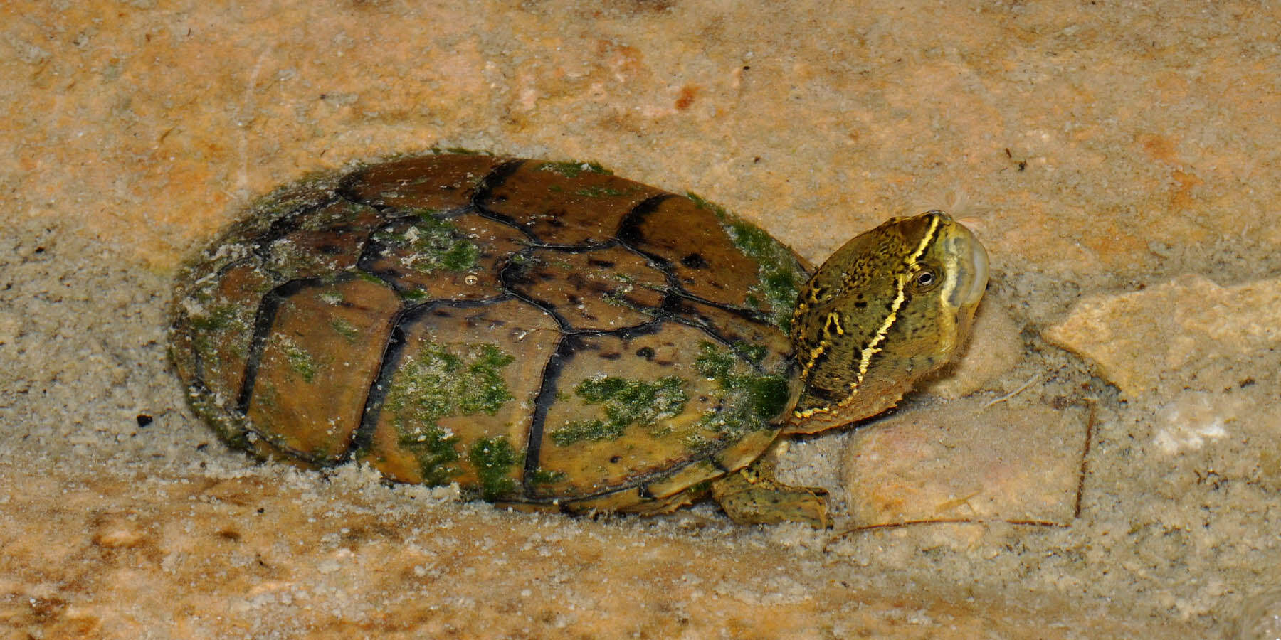 Image of Common Musk Turtle