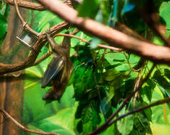 Image of African Straw-colored Fruit Bat