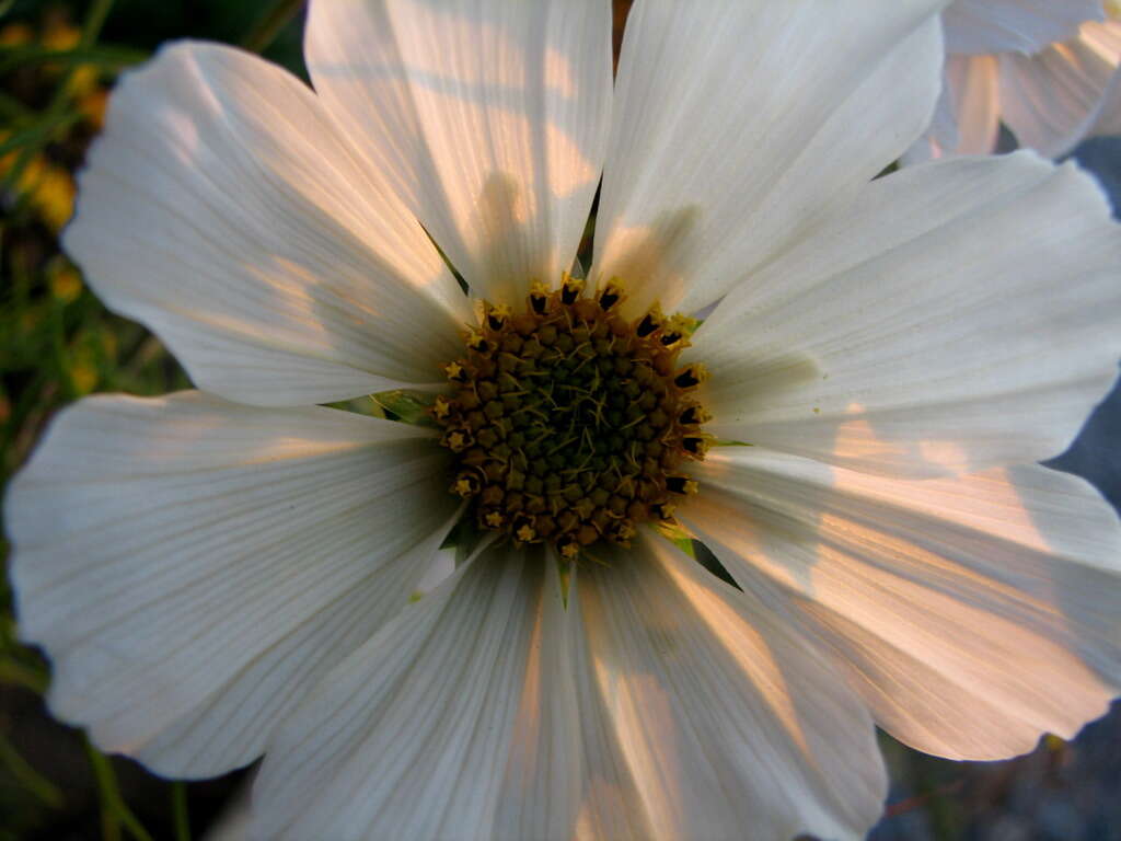 Image of garden cosmos