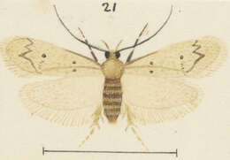 Image of Leptocroca amenena