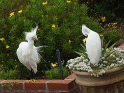 Image de Aigrette neigeuse