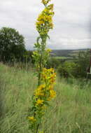 Image of goldenrod