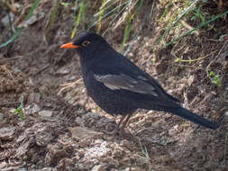 Image of Grey-winged Blackbird