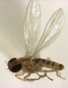 Image de Periscelididae