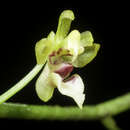 Image of Phalaenopsis mirabilis (Seidenf.) Schuit.