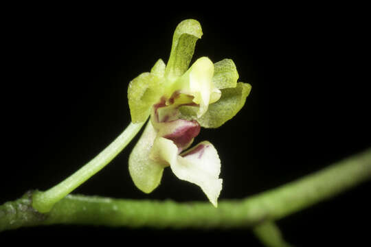 Image of Phalaenopsis mirabilis (Seidenf.) Schuit.