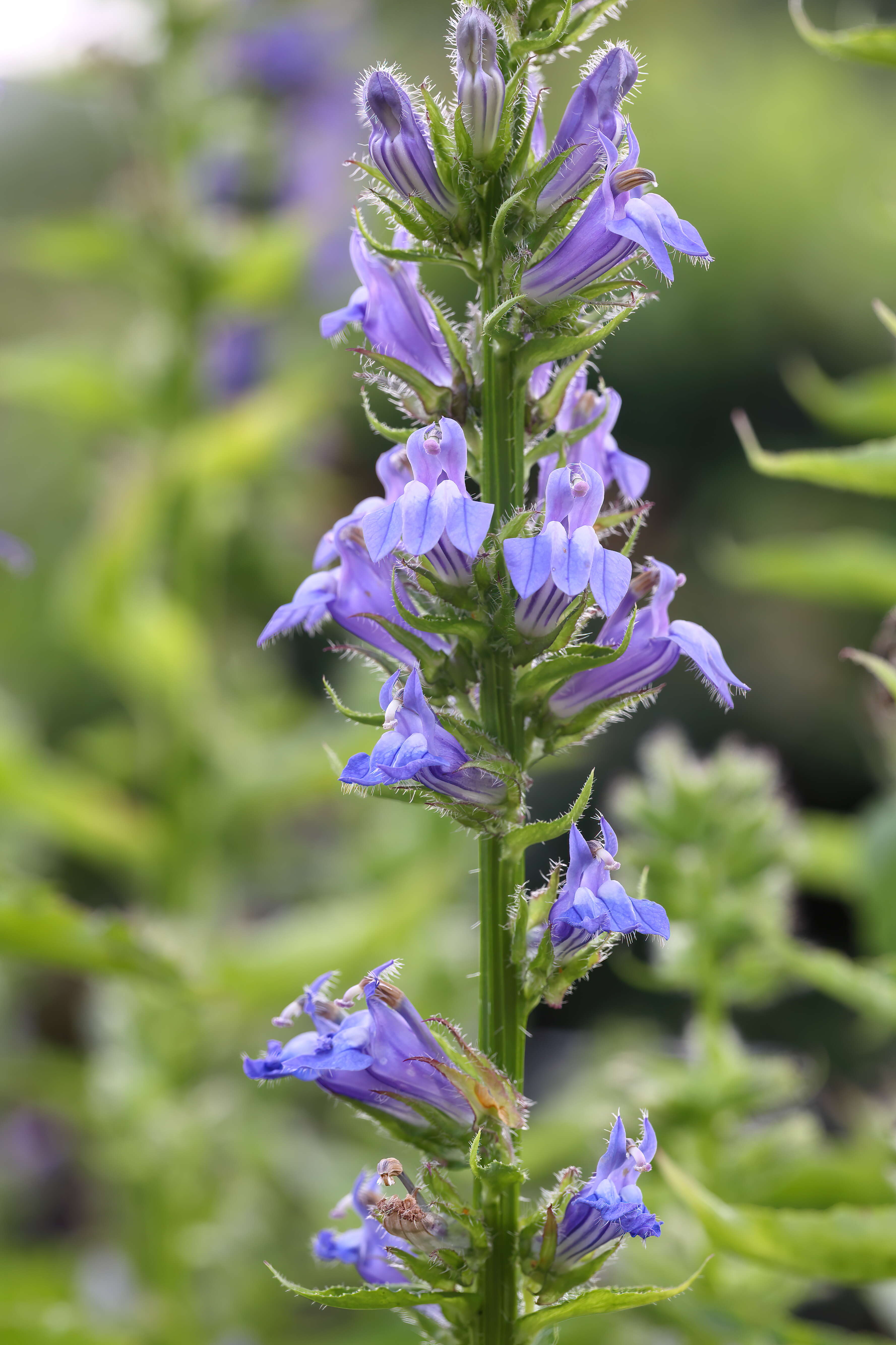 Слика од Lobelia siphilitica L.