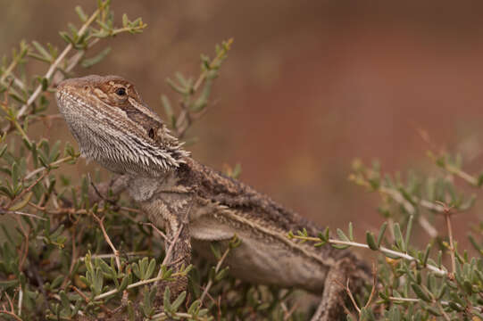 Plancia ëd Pogona vitticeps (Ahl 1926)