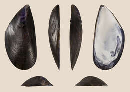 Image of Blue mussel