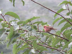 Image of Pink-browed Rosefinch