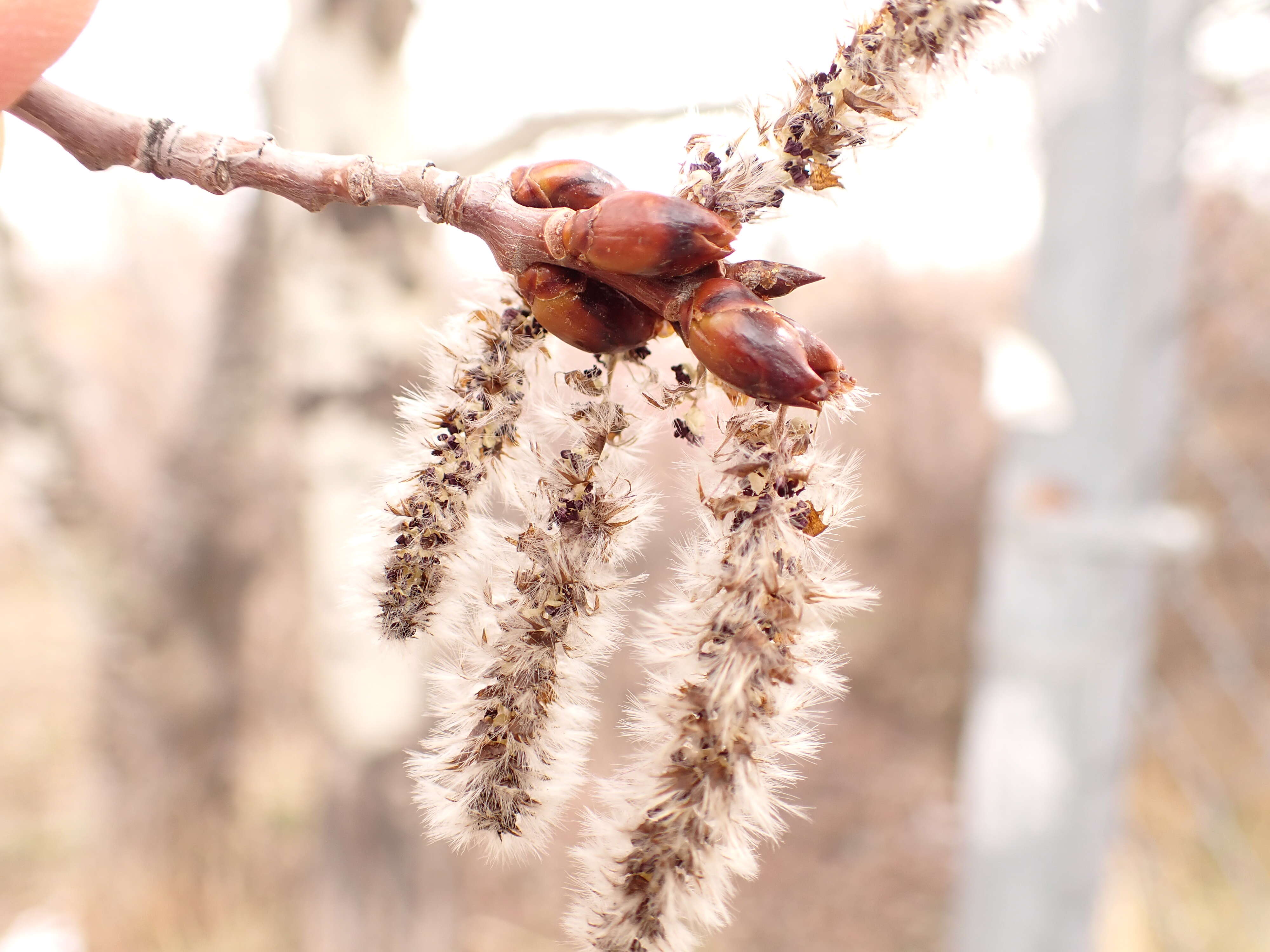 Image of quaking aspen