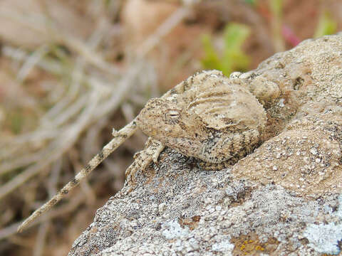 Trapelus ruderatus (Olivier 1804) resmi