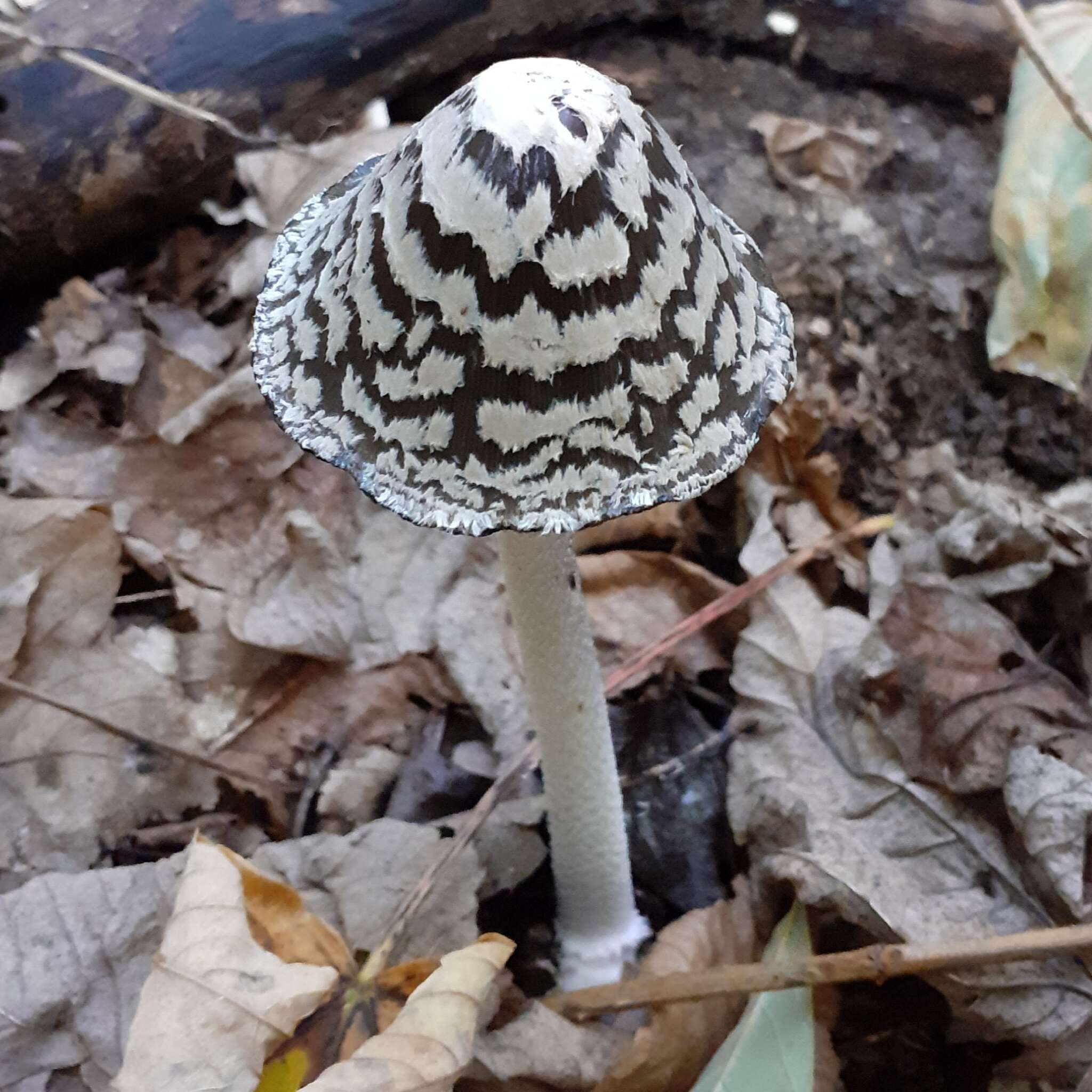 Imagem de Coprinopsis picacea (Bull.) Redhead, Vilgalys & Moncalvo 2001