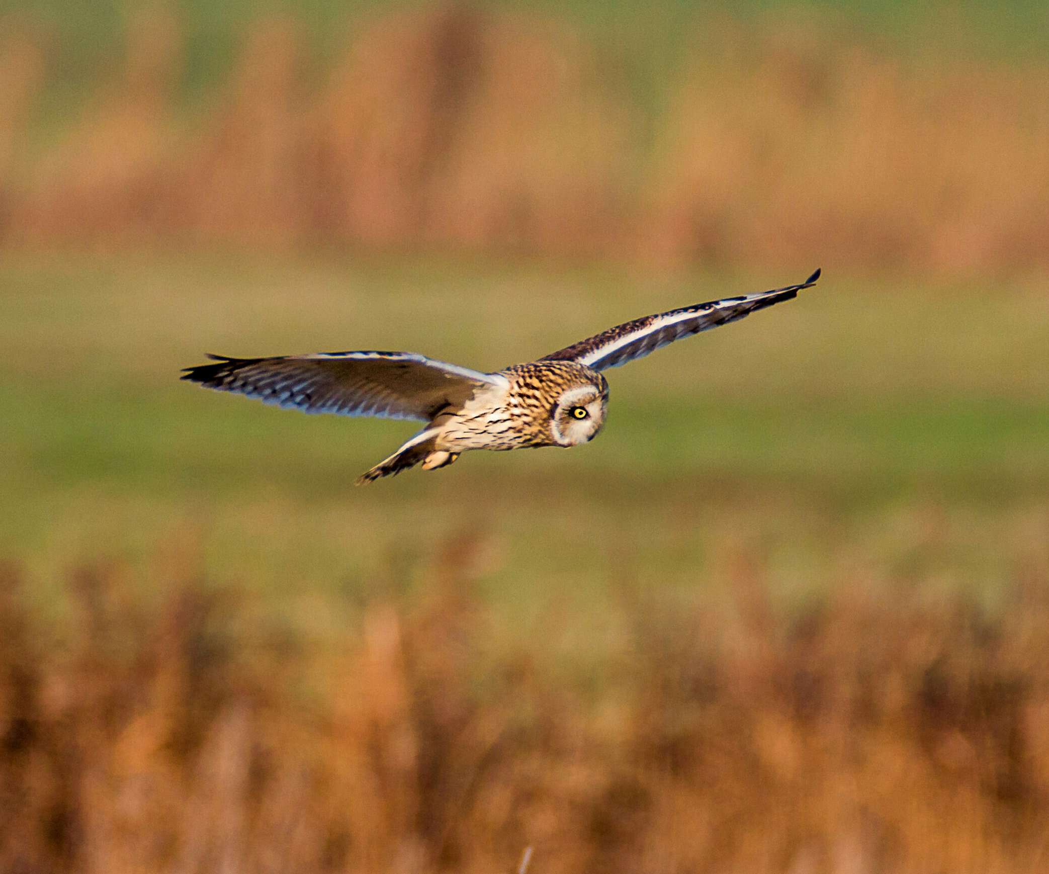 Image de Hibou des marais