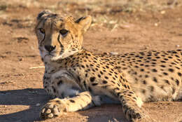 Image of Namibian cheetah