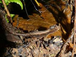 Image of Humble Anole