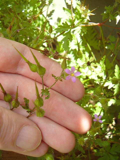 Image of <i>Geranium purpureum</i>