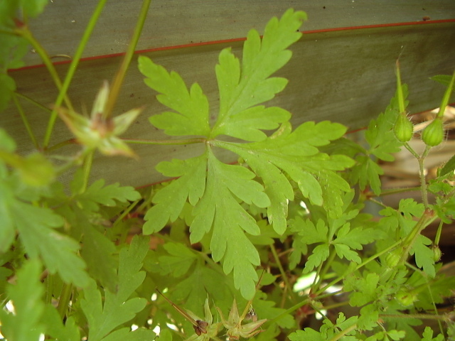 Image of <i>Geranium purpureum</i>
