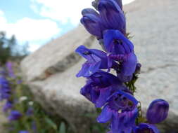 Image of blue penstemon