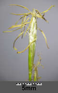 Image de Carex alba Scop.