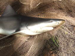 Image of Speartooth Shark