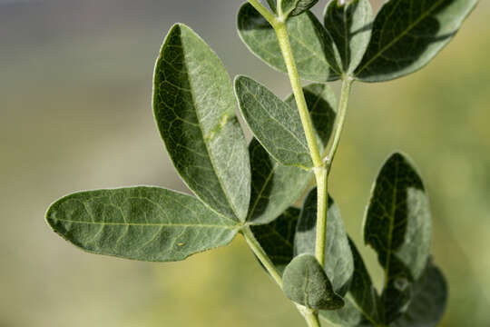 Image of prairie thermopsis