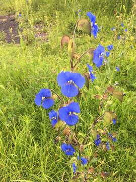 Слика од Commelina tuberosa L.