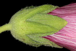 Image of hollyhock