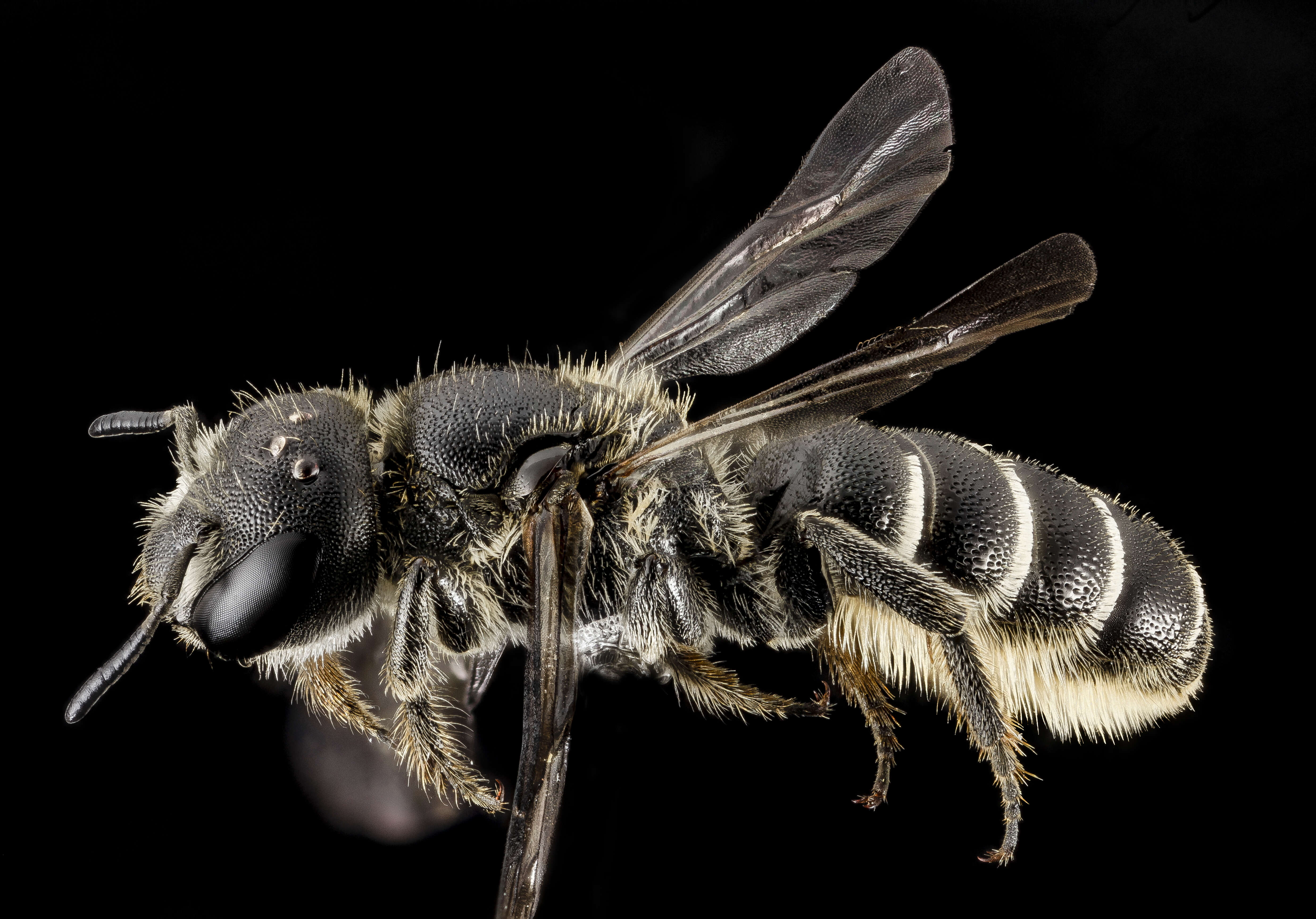 Image of Bee