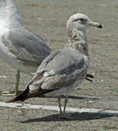 Image of California Gull