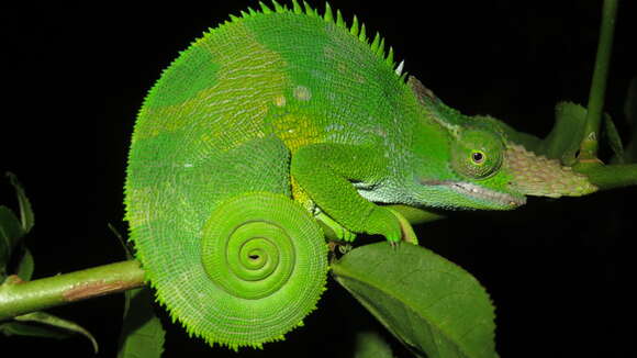 Image of West Usambara Blade-horned Chameleon