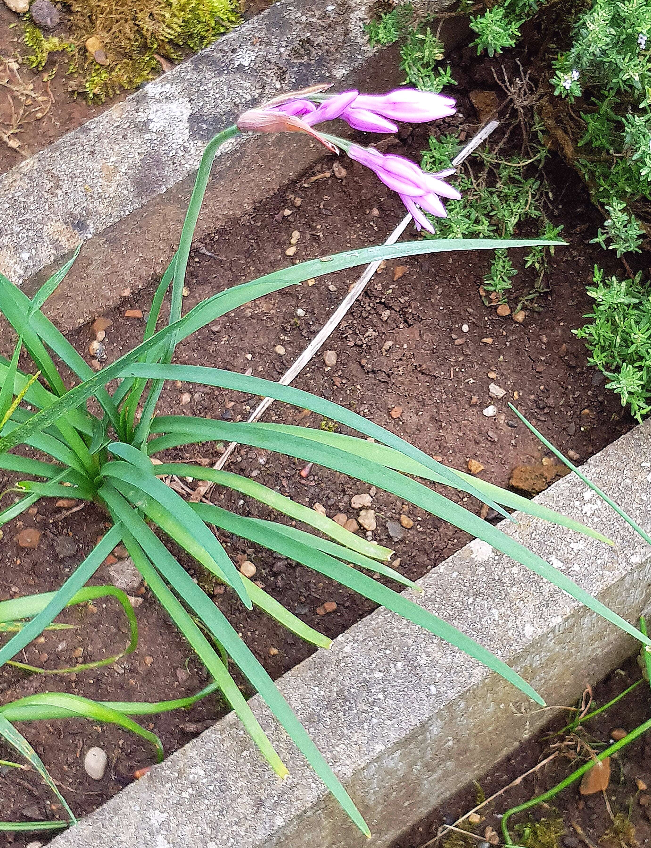 Tulbaghia violacea Harv. resmi