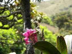 Image of Horsfield's Spiny Lizard