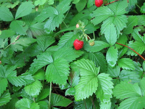 Image of woodland strawberry