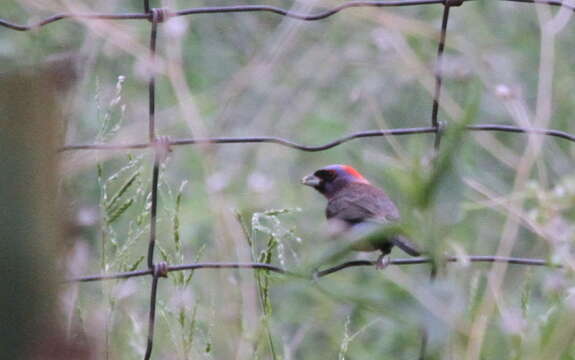 Image of Varied Bunting