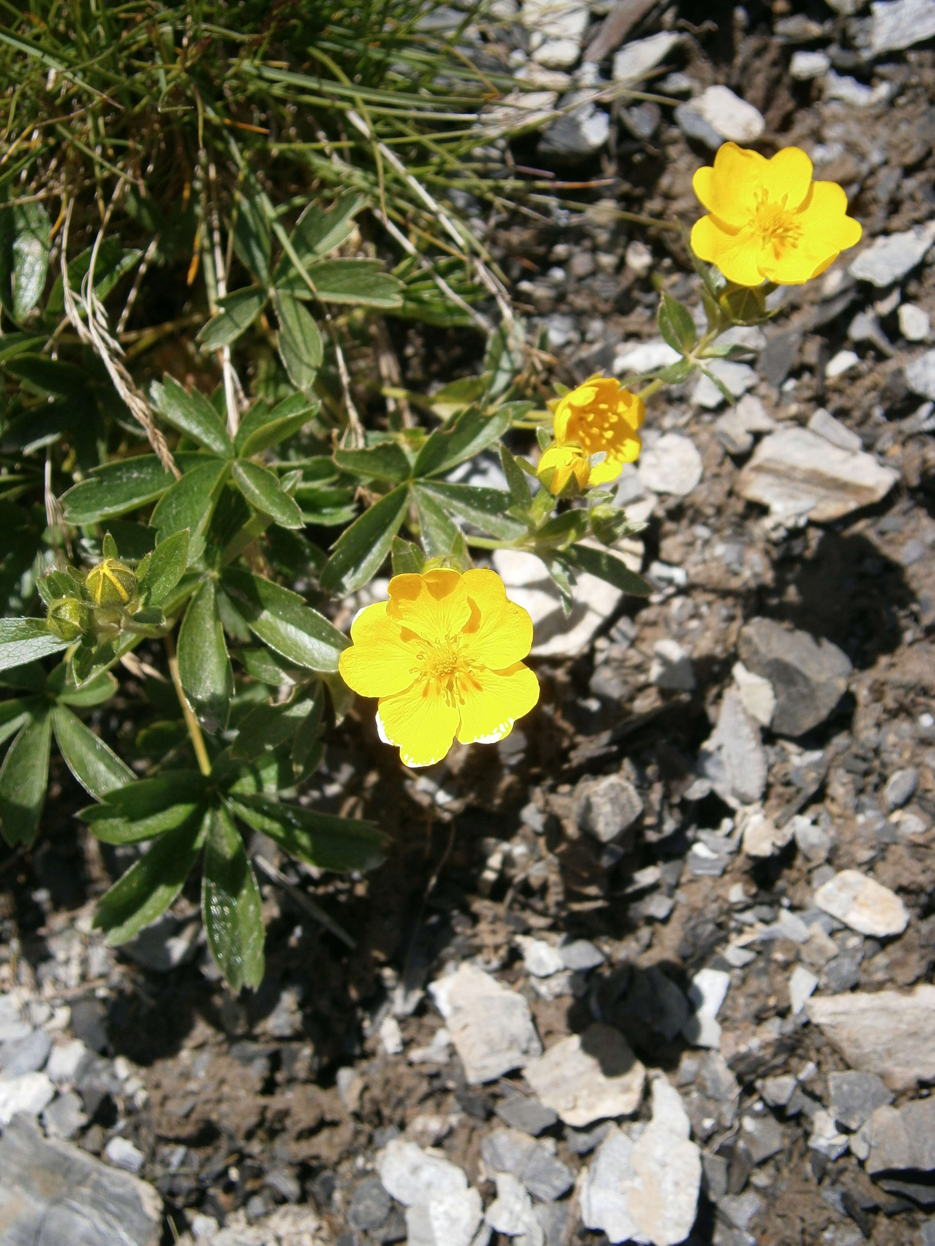 Image of Potentilla aurea L.