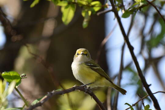 Слика од Vireo griseus (Boddaert 1783)