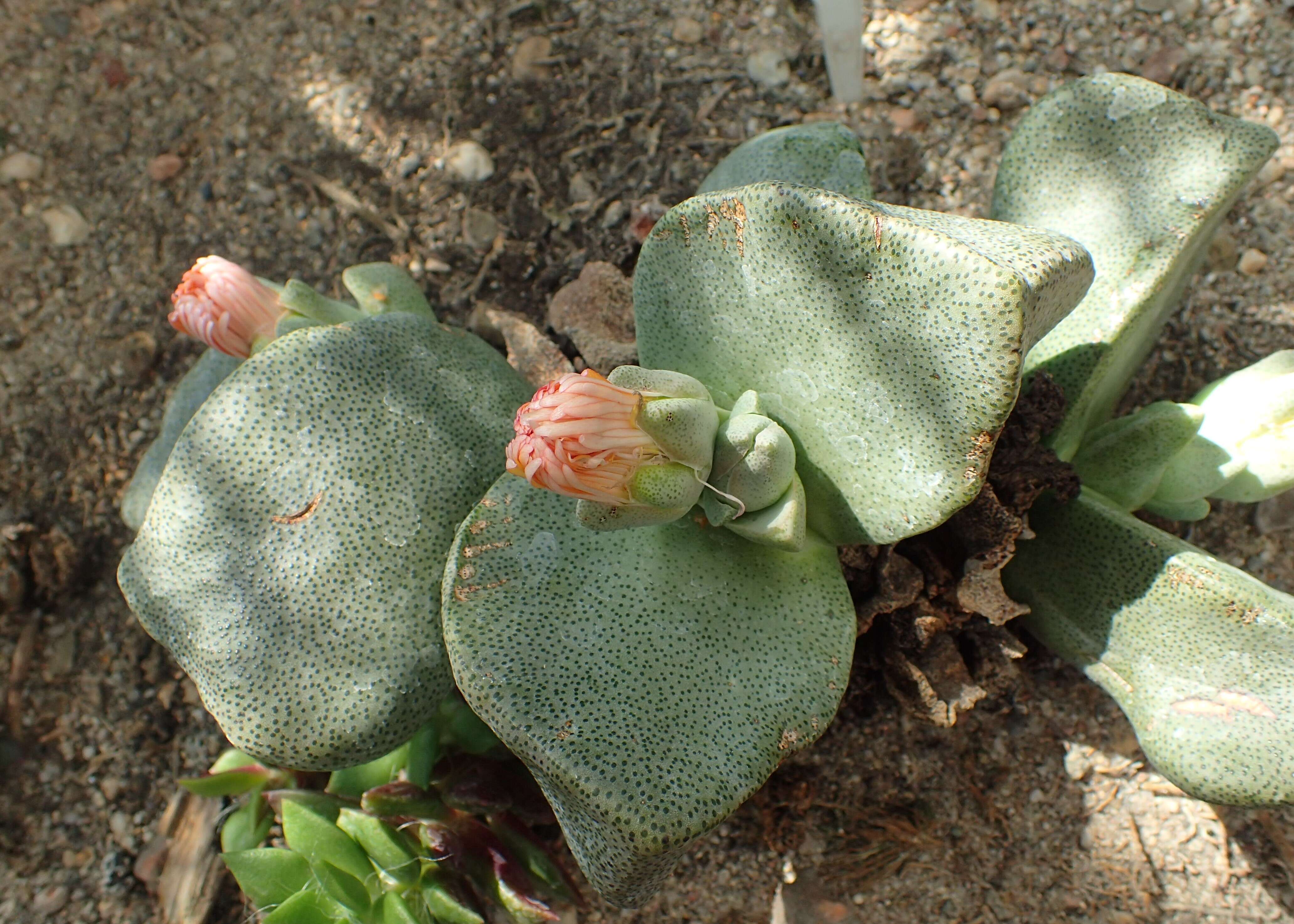 Plancia ëd Pleiospilos bolusii (Hook. fil.) N. E. Br.