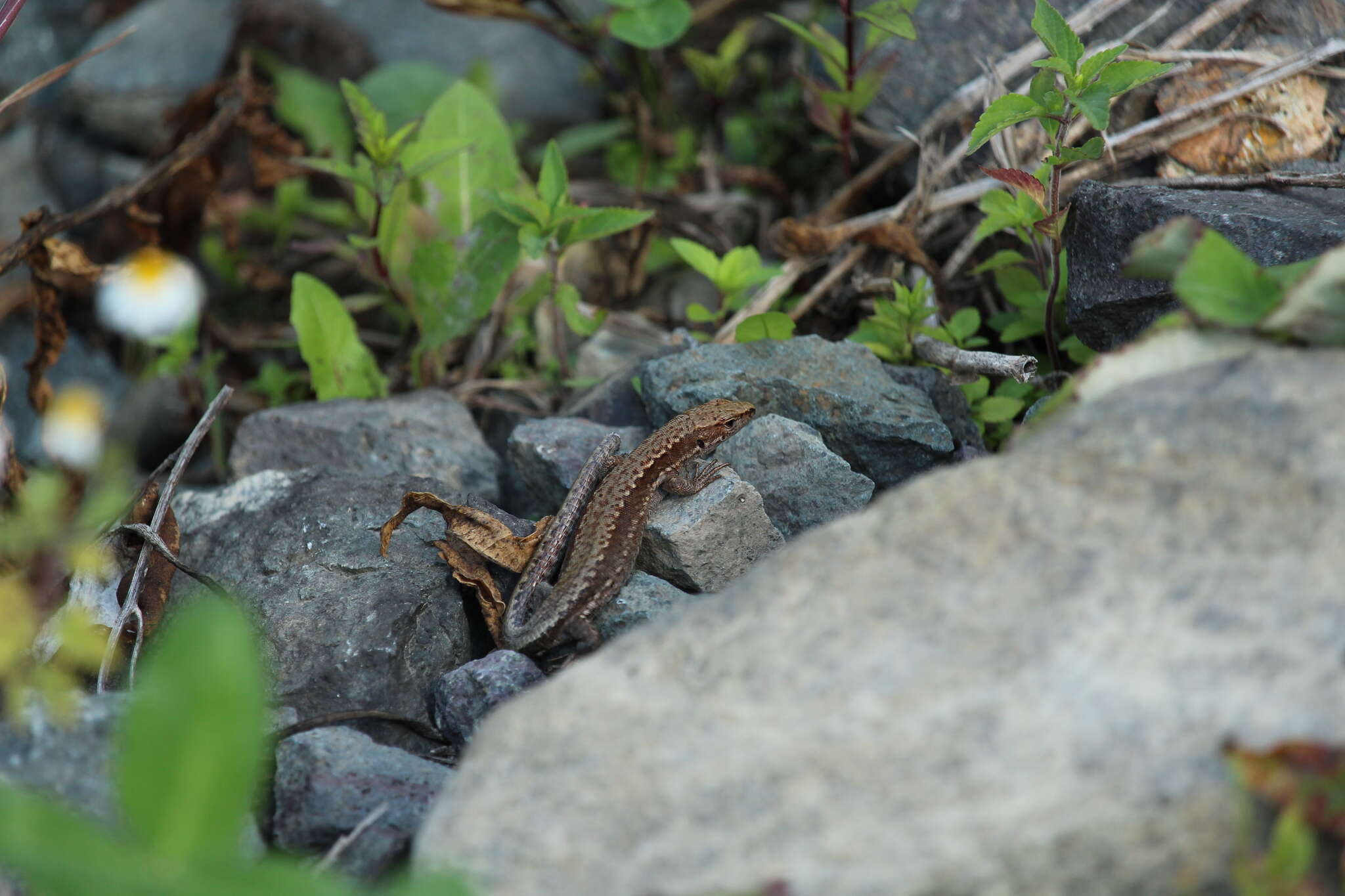 Image of Derjugin's lizard