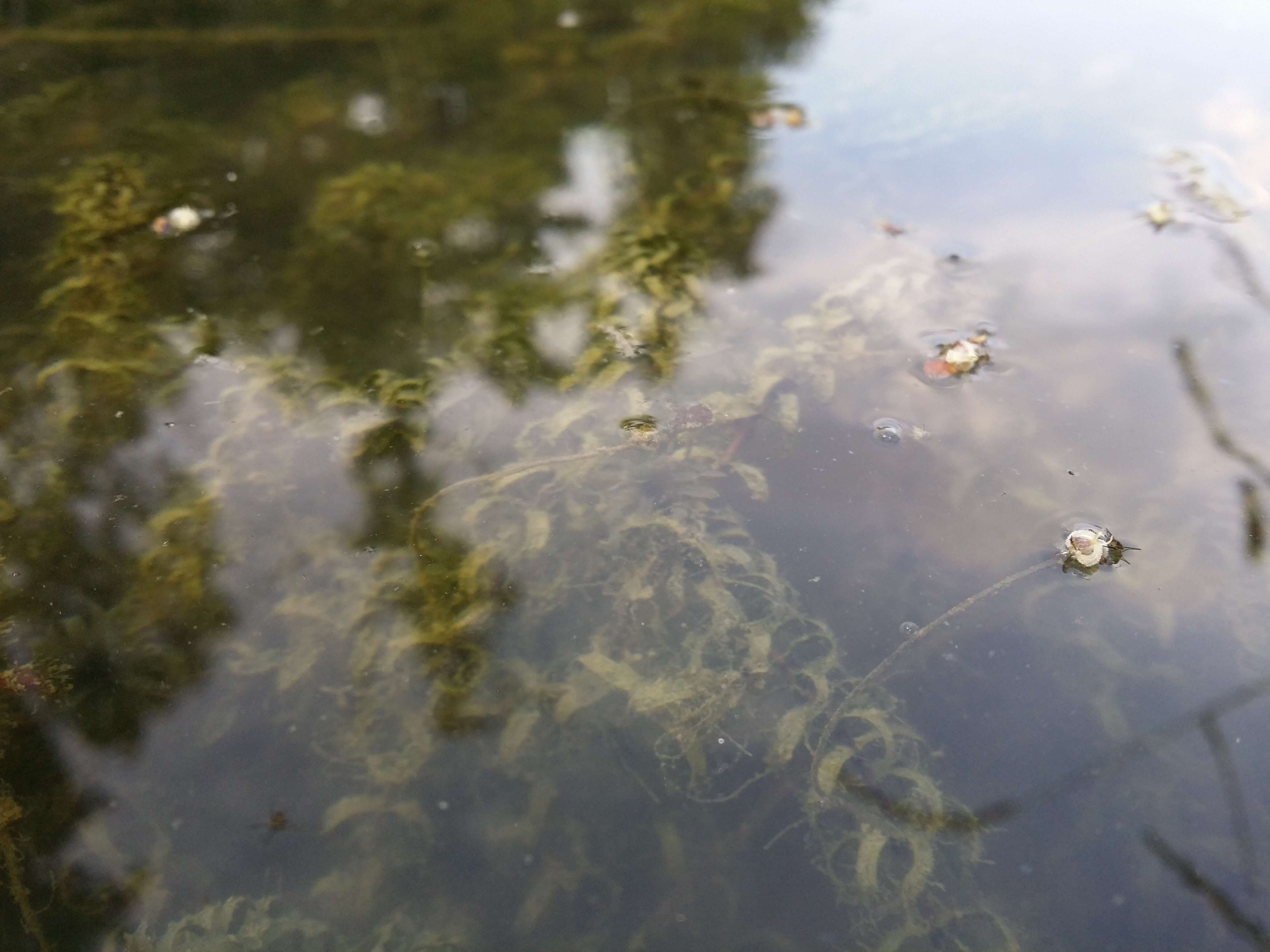 Image of western waterweed