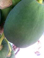 Image of Papaya ringspot virus
