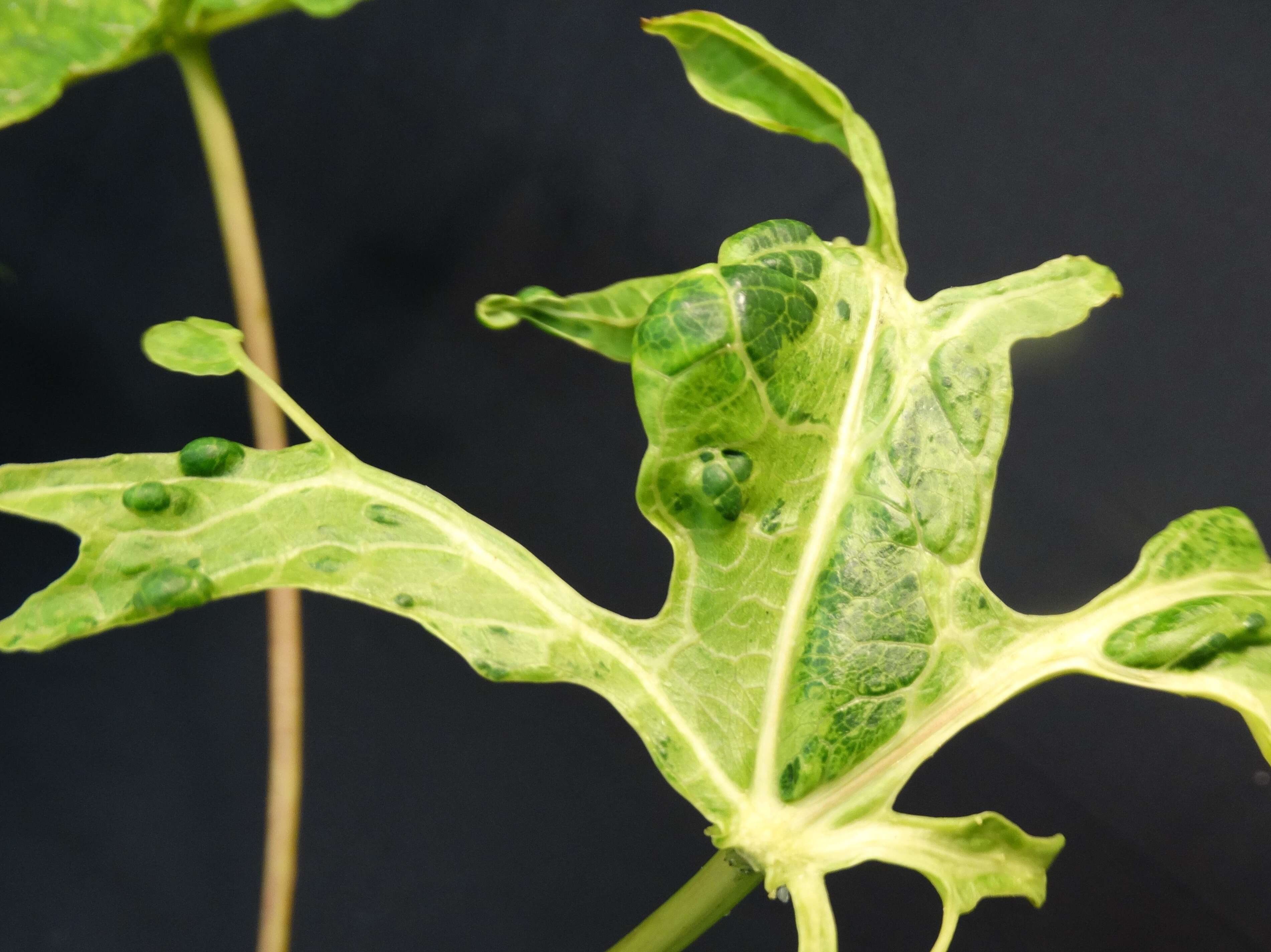 Image of Papaya ringspot virus