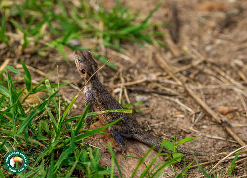 Image of Mwanza Flat-headed Rock Agama