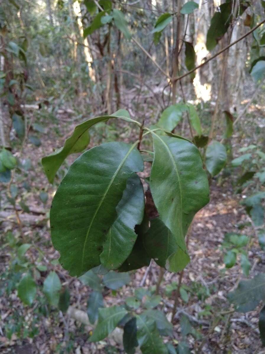 Image of Xanthostemon oppositifolius F. M. Bailey