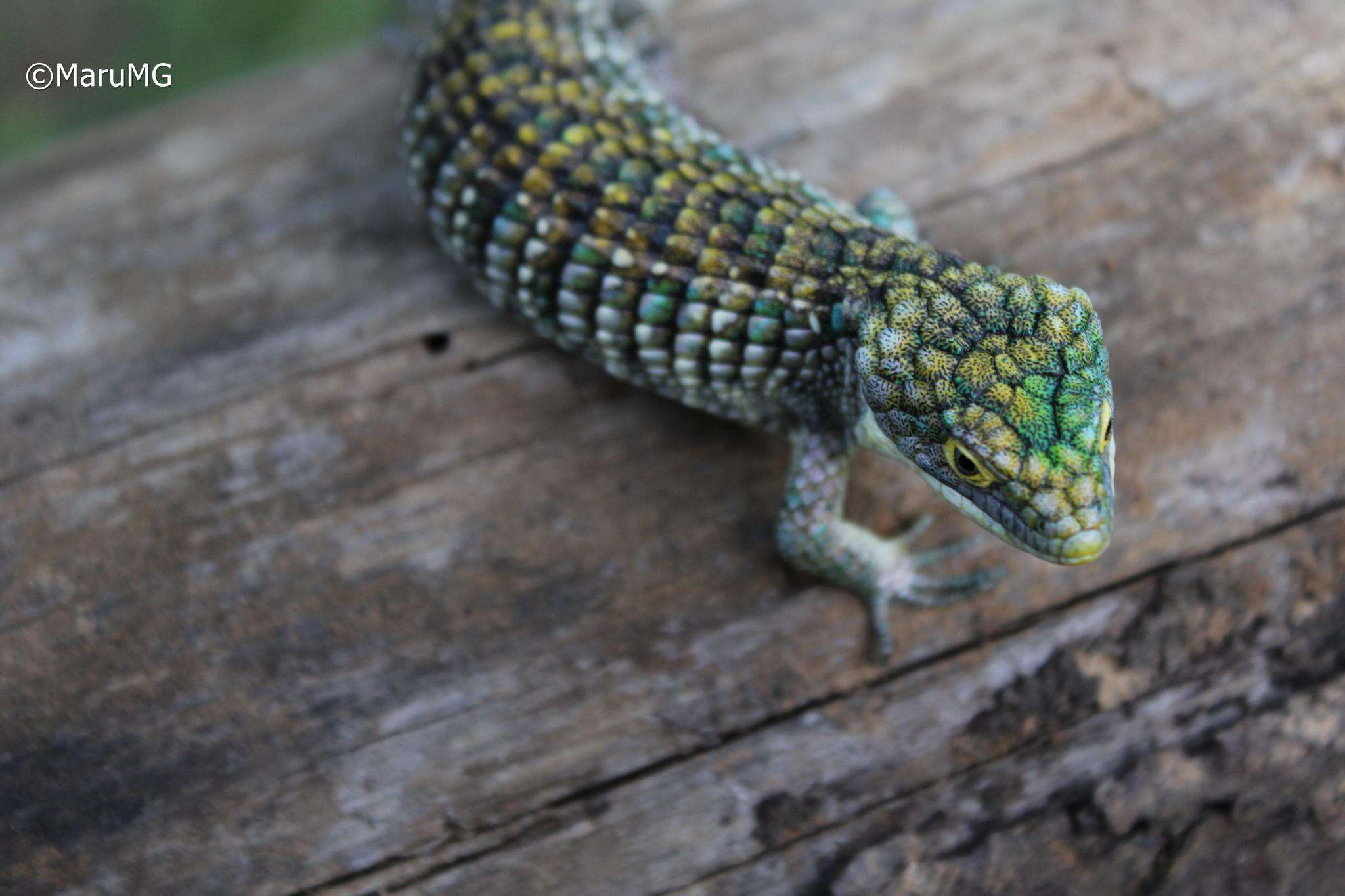 Слика од Abronia graminea (Cope 1864)