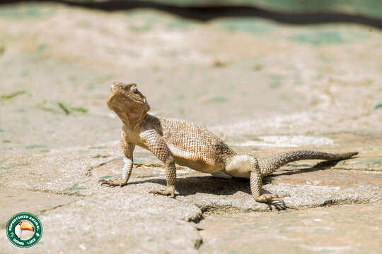 Image of Mwanza Flat-headed Rock Agama