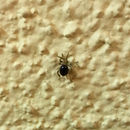 Image of Mezium americanum (Castelnau 1840)