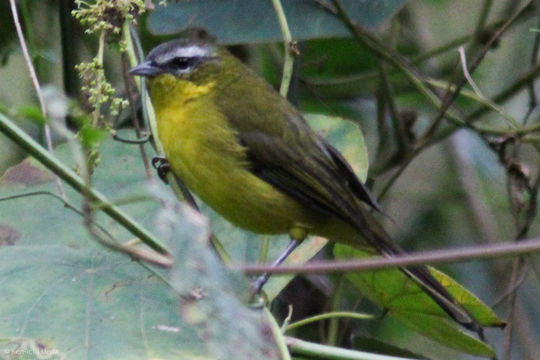 Image of Superciliaried Hemispingus