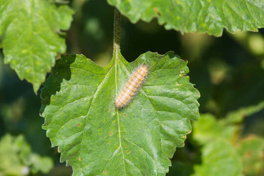 Image of Salt Marsh Moth