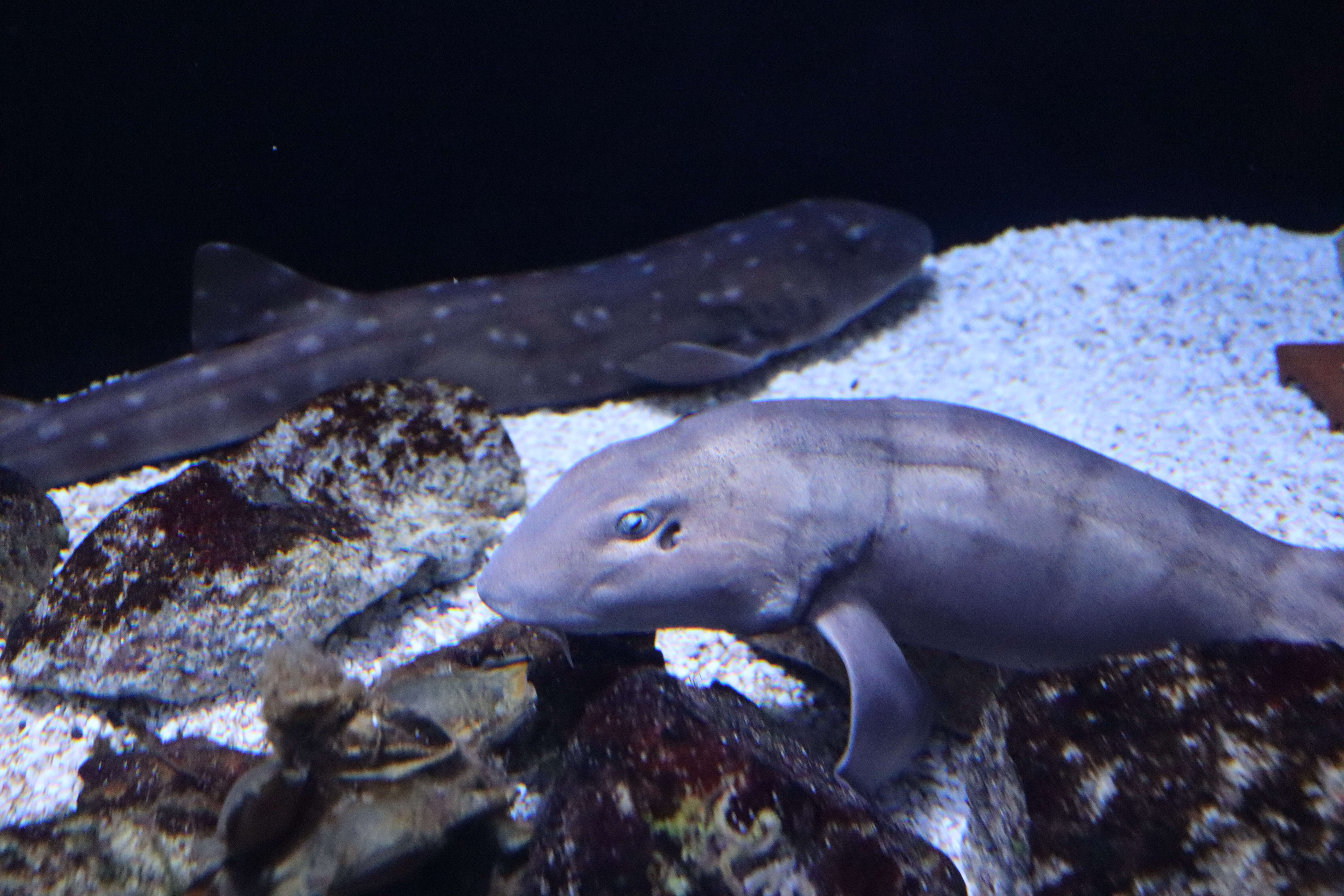 Image of Bluespotted Bamboo Shark